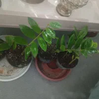گل تعویضی