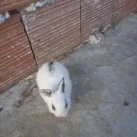 خرگوش لوپ و معمولی|موش و خرگوش|گرگان, |دیوار