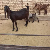 بز پاکستانی زاییده|حیوانات مزرعه|یزد, |دیوار