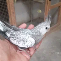 عروس هلندی نر ابینو ۶ماه سالم وسلامت