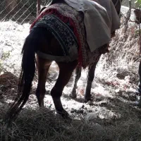 اسب نر در قزوین|اسب و تجهیزات اسب‌سواری|آبیک, |دیوار