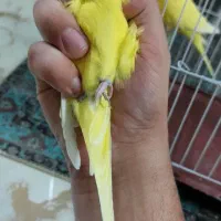 فروش یک جفت مرغ عشق انگلیسی اورجینال