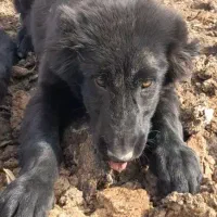 واگذار توله سرخ نگهبان