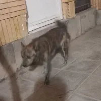 سگ فروشی|سگ|رفسنجان, |دیوار