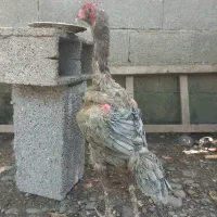 خروس لاری ومرغ لاری جوان