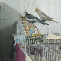 عروس‌هلندی‌نروماده