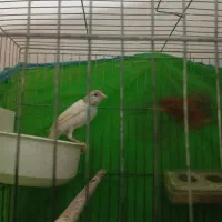 قناری ماده کشیده عالی|پرنده|گنبد کاووس, |دیوار