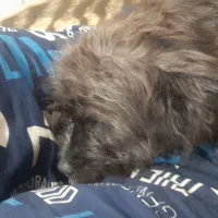 واگذاری سگ|سگ|اصفهان, طاحونه|دیوار