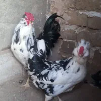 مرغ و خروس گلین اصیل