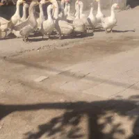 تعدادی غاز و قوعاز