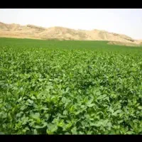 یونجه کوبیده