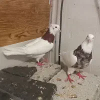 کبوتر طوقی و سوری