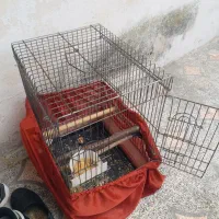 قفس در حد نو