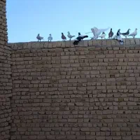 کفتر بوم