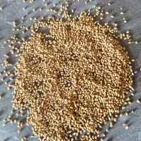 بذر یونجه رنجر درجه یک
