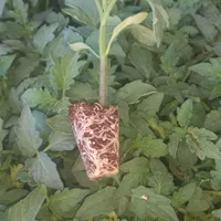 نشا گوجه رقم تیوا