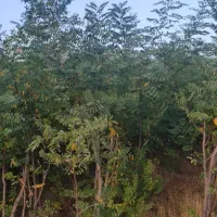 نهال اقاقیا|خدمات باغبانی و درختکاری|دماوند, دماوند|دیوار