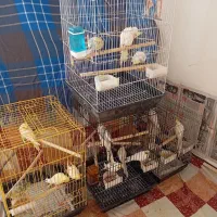 طوطی عروس|پرنده|هشتگرد, هشتگرد قدیم|دیوار