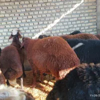 قوچ و بره قوچ|حیوانات مزرعه|بهشهر, |دیوار