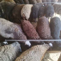 گوسفند زنده بره میش قربانی|حیوانات مزرعه|قرچک, صالح آباد|دیوار