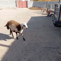 بره پلنگی|حیوانات مزرعه|فیروزآباد (لرستان), |دیوار