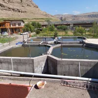 کارگر پرورش ماهی