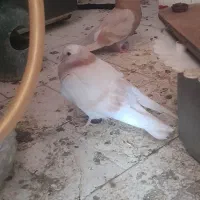 ماده زرد عالی