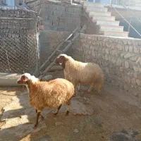 قوچ|حیوانات مزرعه|اسلام‌‌آباد غرب, |دیوار