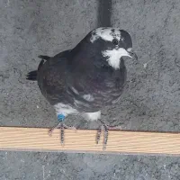 کبوتر پرشی سوسکی و سبز|پرنده|فولادشهر, فولادشهر|دیوار