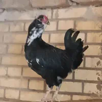 خروس گلین|حیوانات مزرعه|شیراز, گویم|دیوار