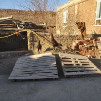 تخم مرغ لاری اصل نژاد دار