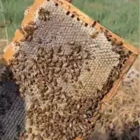 عسل کوهستان،طبیعی و ارگانیک