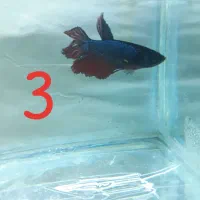 ماهی فایتر نر|ماهی|رفسنجان, |دیوار