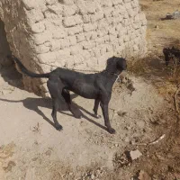 دورگه تازی ۱ساله