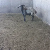 قوچ سیاه سام  شاخی