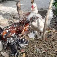 فروش یک جفت مرغ وخروس لهستانی|حیوانات مزرعه|فیروزآباد (فارس), |دیوار