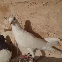 کفتر سفید آلمانی|پرنده|گلبهار, شهر جدید گلبهار|دیوار