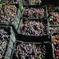 انگور سیاه شیراز|خوردنی و آشامیدنی|شیراز, فرهنگ شهر|دیوار