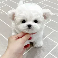 سگ سفید|سگ|زنجان, |دیوار