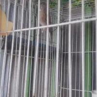 سهره سینه سرخ مست بخون مثل طقراه میخ‌ونه ا