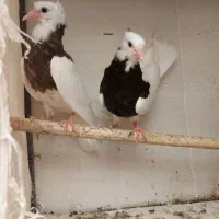 جوجه طوقی