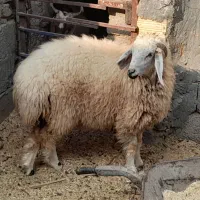 کاوربره ماده وگیسه بسیارچاق وسرحال|حیوانات مزرعه|جیرفت, |دیوار