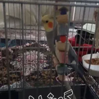 عروس هلندی گمشده