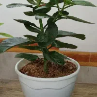 گل.|گل و گیاه طبیعی|قوچان, |دیوار
