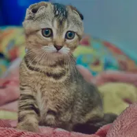 گربه اسکاتیش فولد