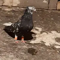 کبوترکوهی دمسفید