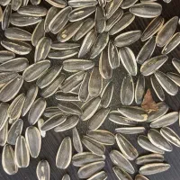 خرید و فروش تخمه افتاب و کدو