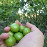 ۵۰۰تا درخت الوچه بادکوبه درجه ۱