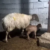 بره نر عالی