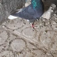 ماده سیا جوان سرحال